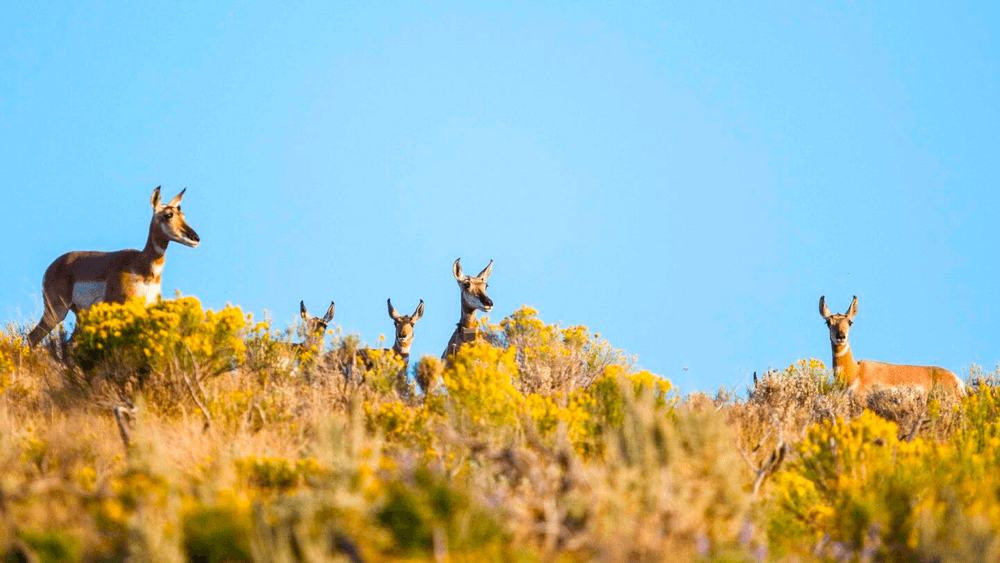 Half Day Wildlife Safari - Private Tour (Summer)