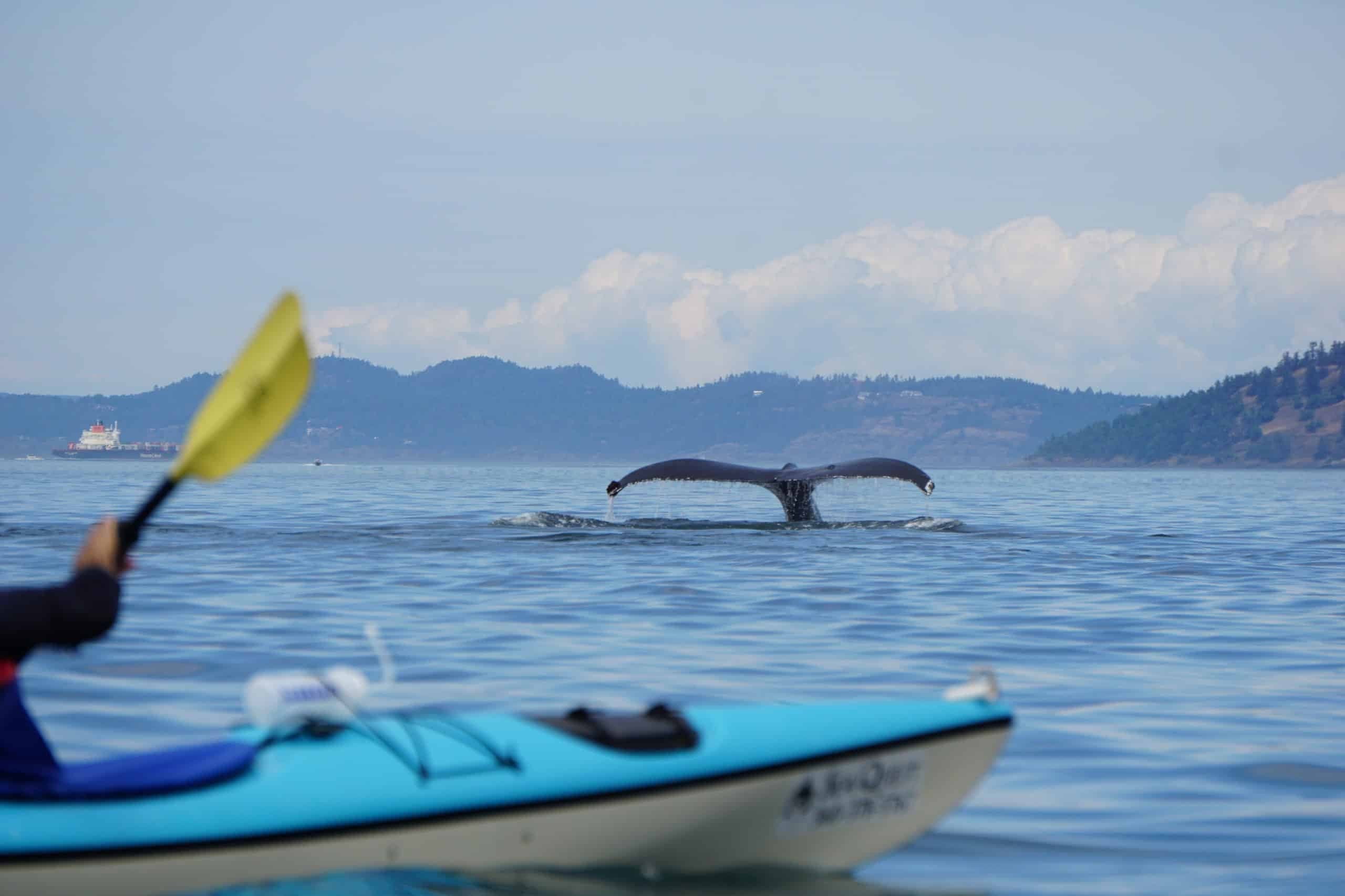 Five Day Kayak Camping Tour