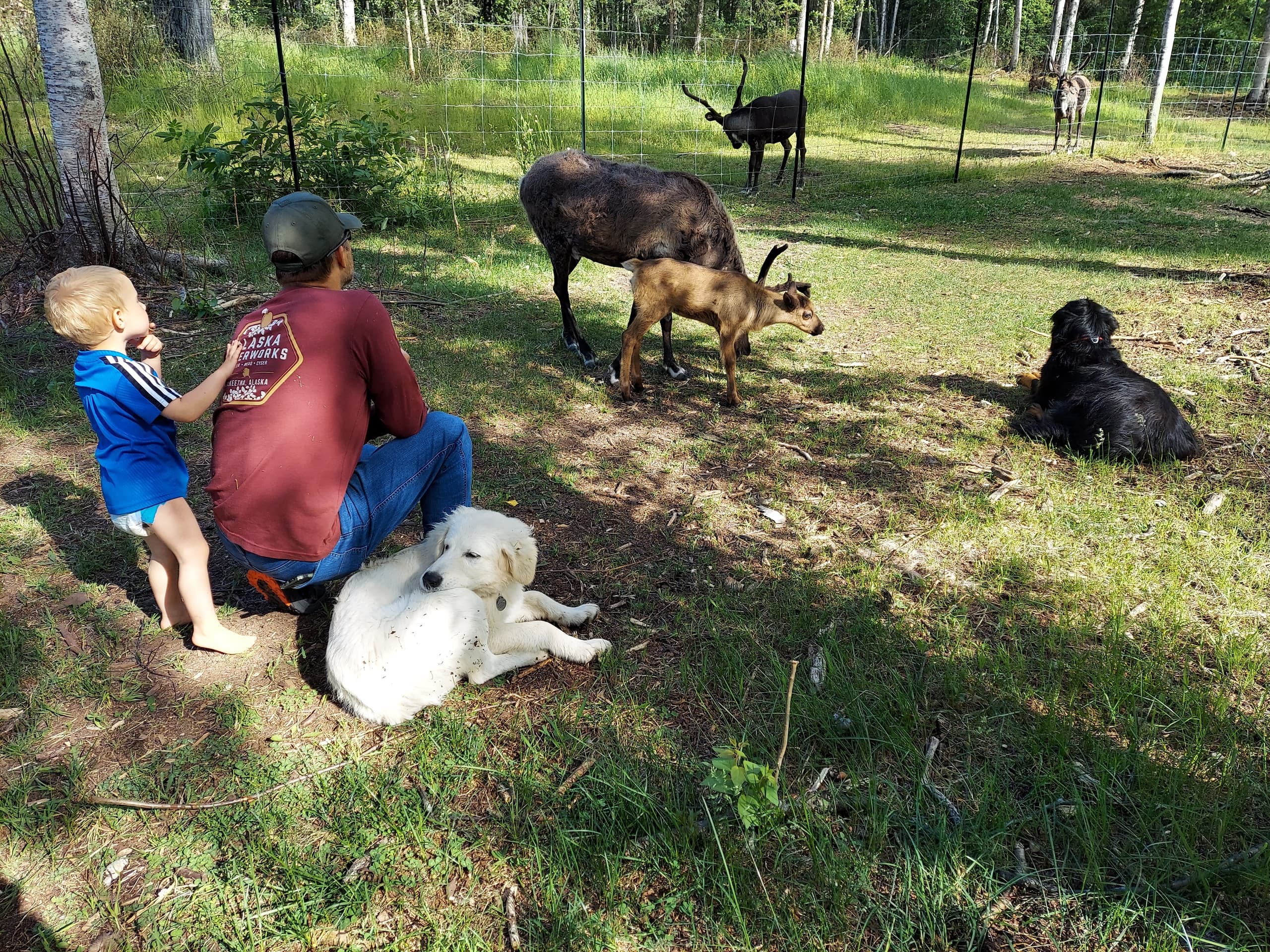 Reindeer Meet and Feed - Talkeetna