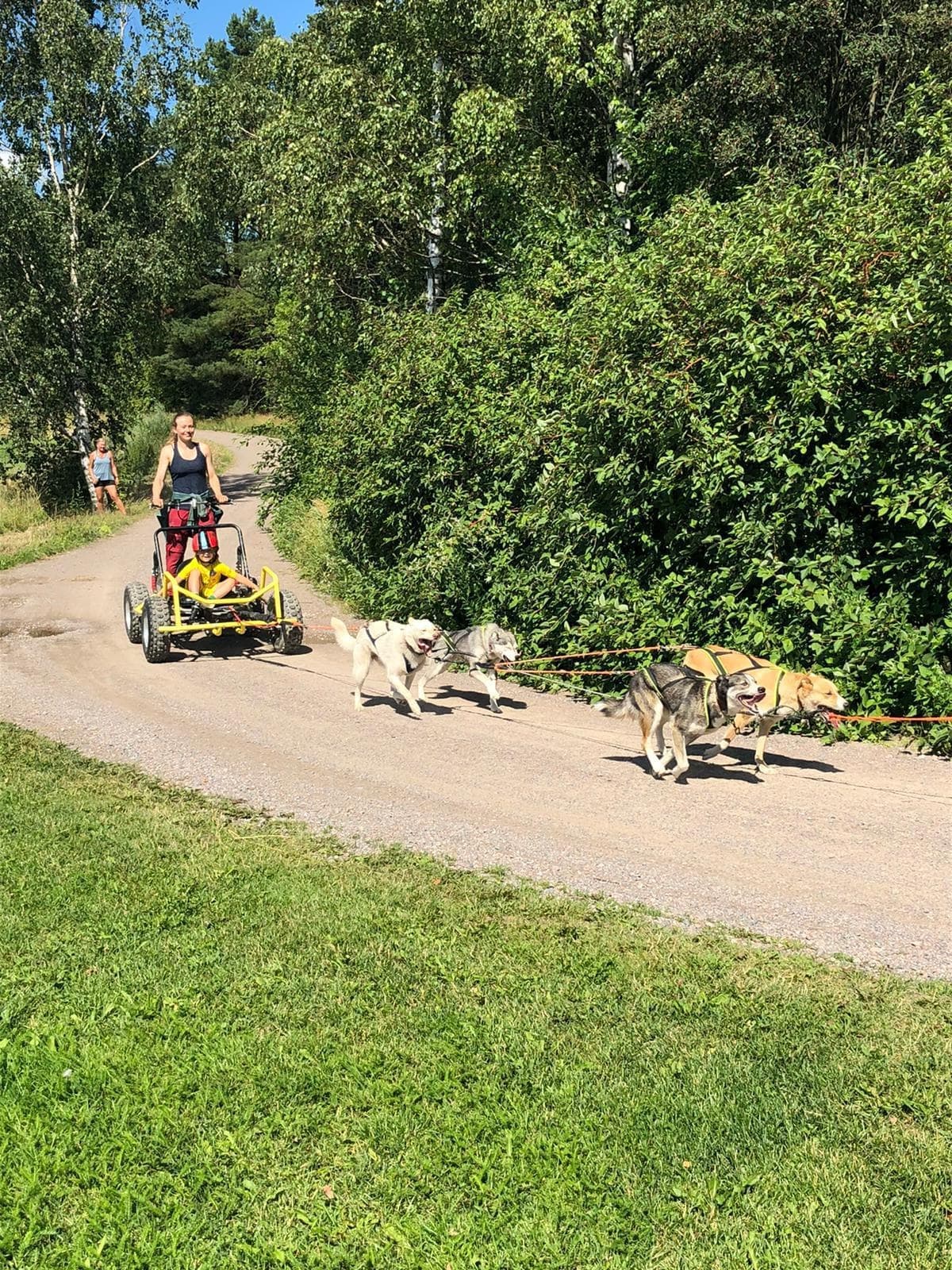 SUMMER MUSHING EXPERIENCE! 2km Husky Ride with Troll Carts or Quads