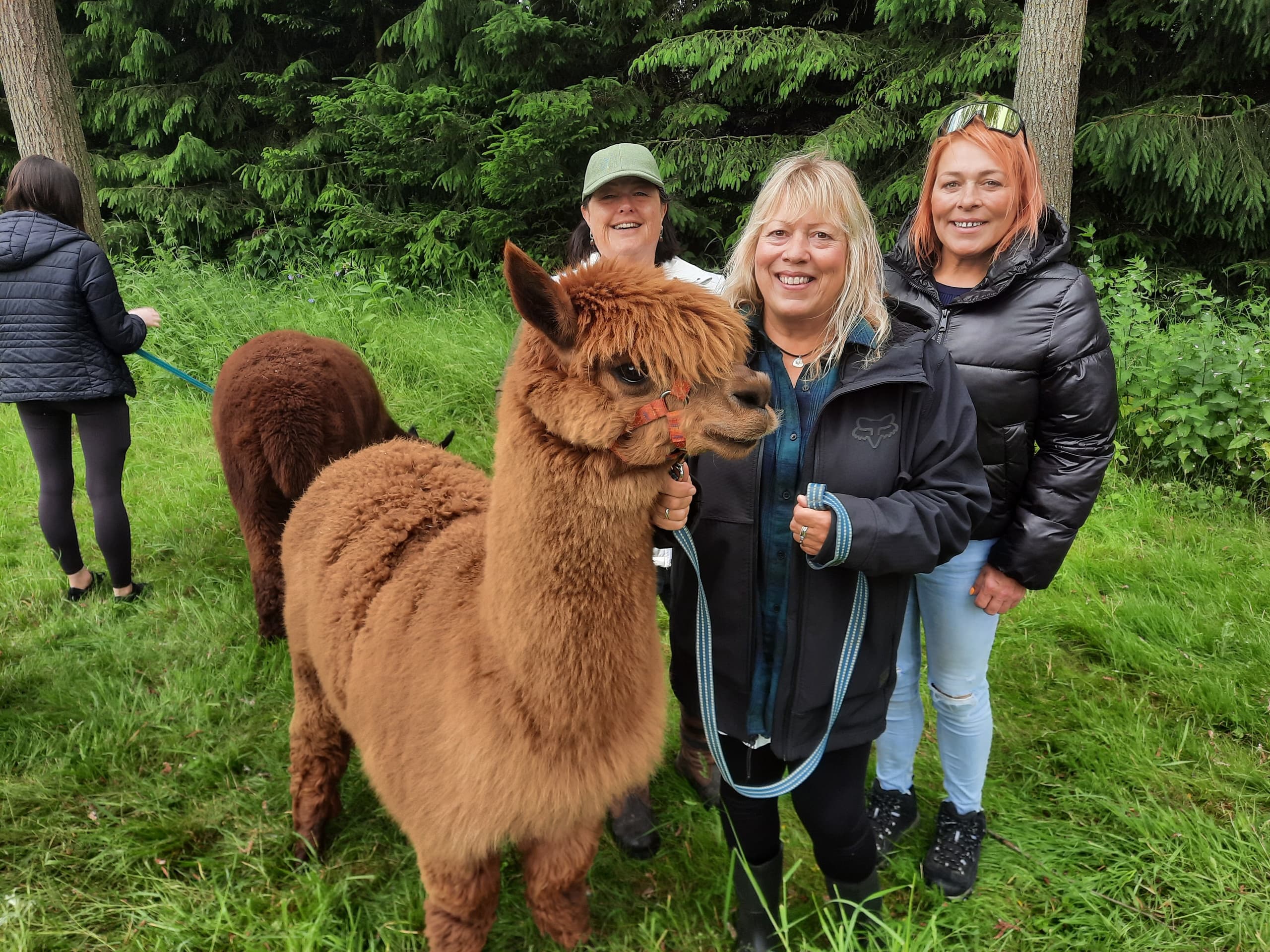 Alpaca Walking Experience with Pygmy Goats too!