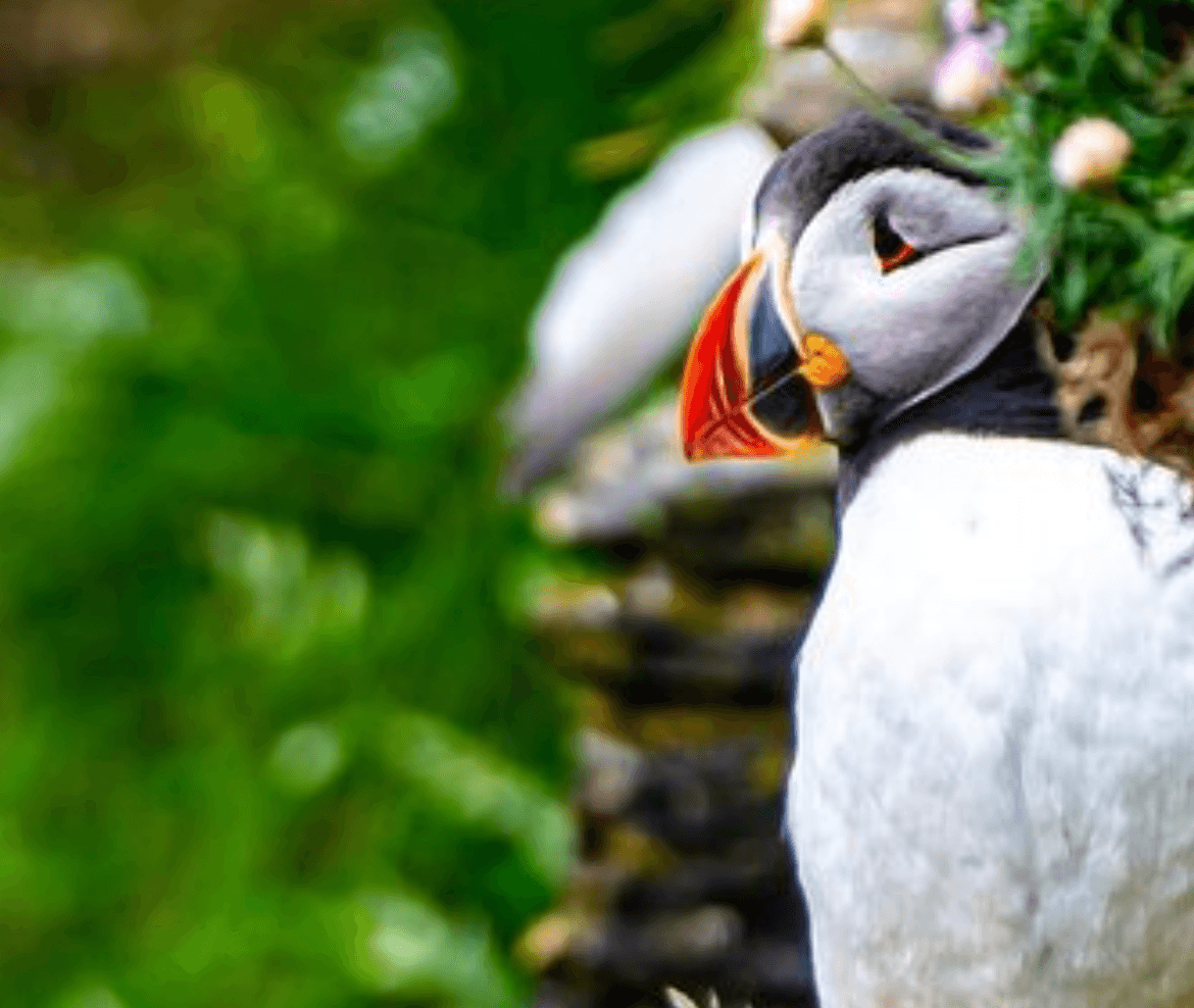 Sunset Puffin Tour