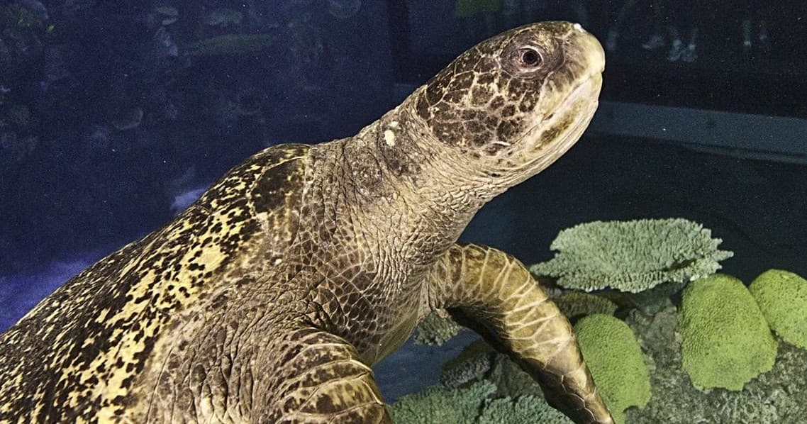 Sea Turtle Meet and Greet