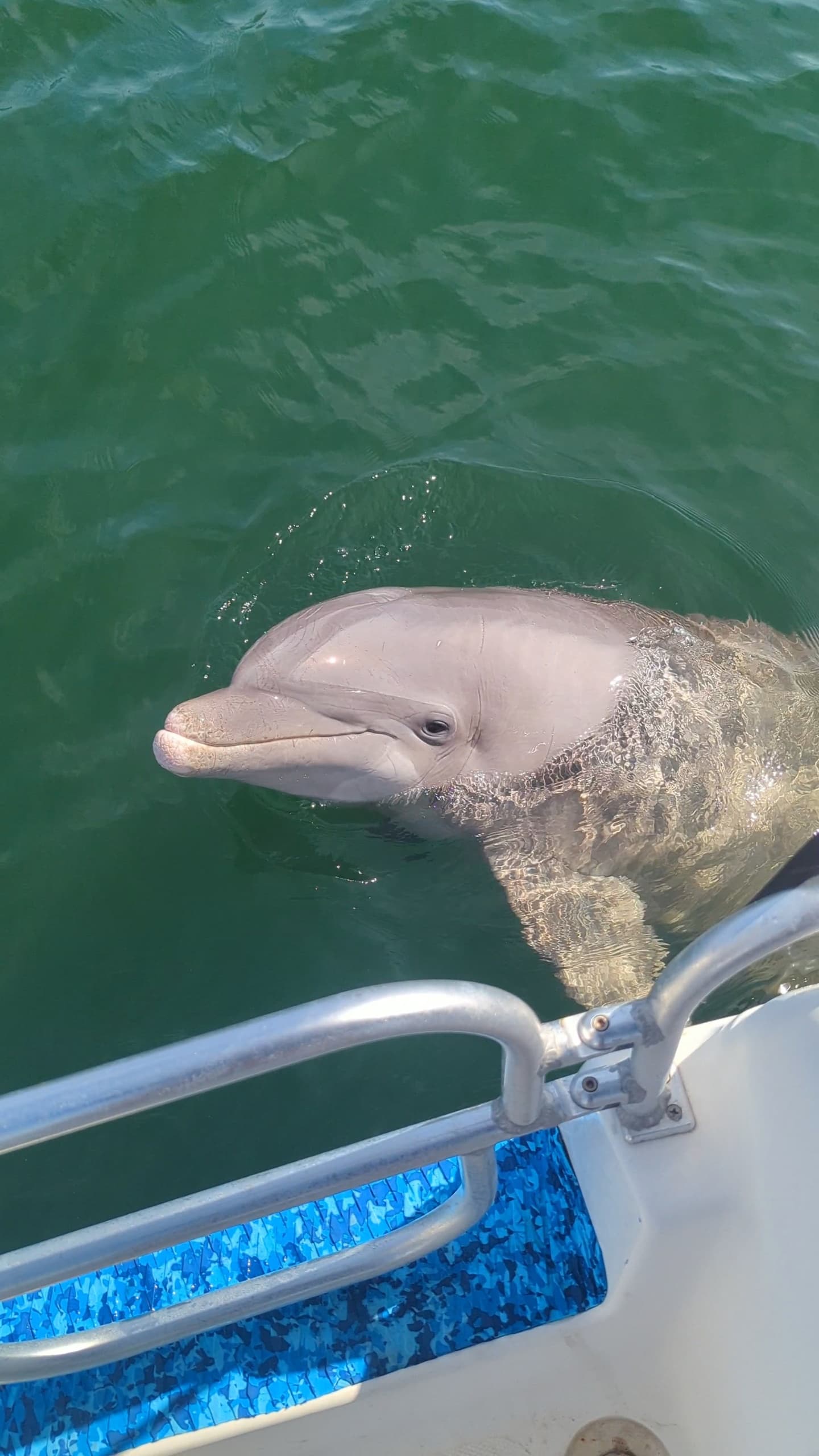 Two-Hour Private Dolphin Tour