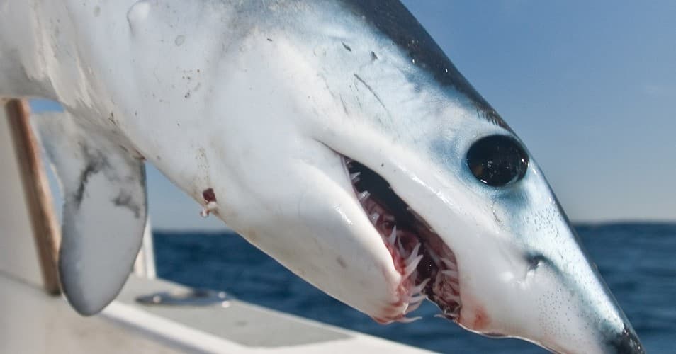 4 Hour Shark Trip