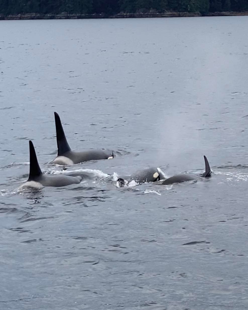 Ocean Wildlife Tour