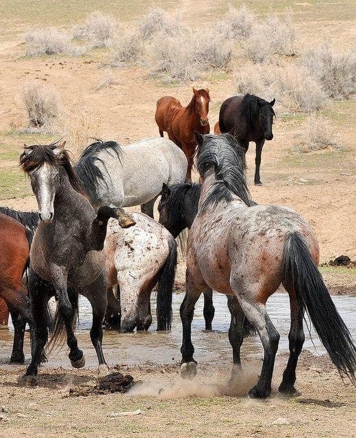 Red Canyon Wild Mustang Tour