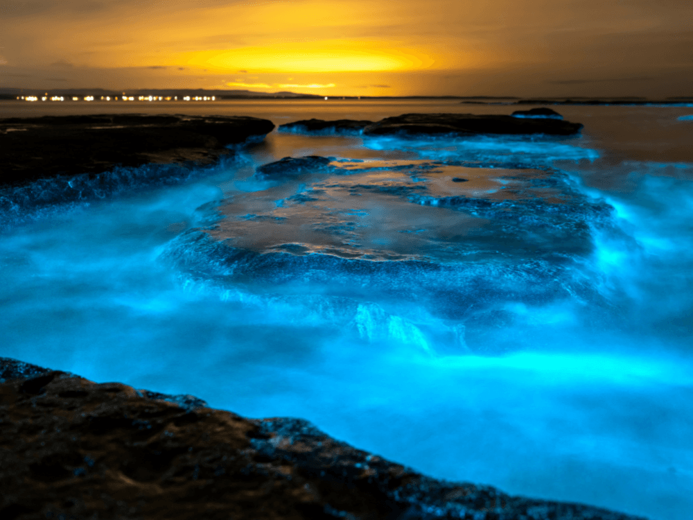 Bioluminescence Clear Kayak or Paddle Board Tours