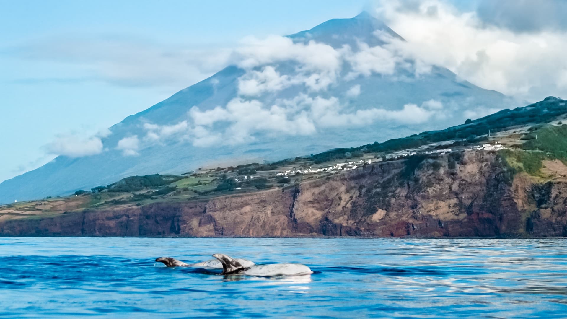Observação de Baleias e Golfinhos • Lajes do Pico • Meio Dia