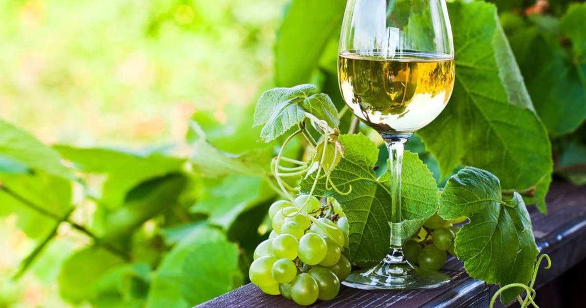 Penafiel Classic Wine Tasting - Vinho Verde