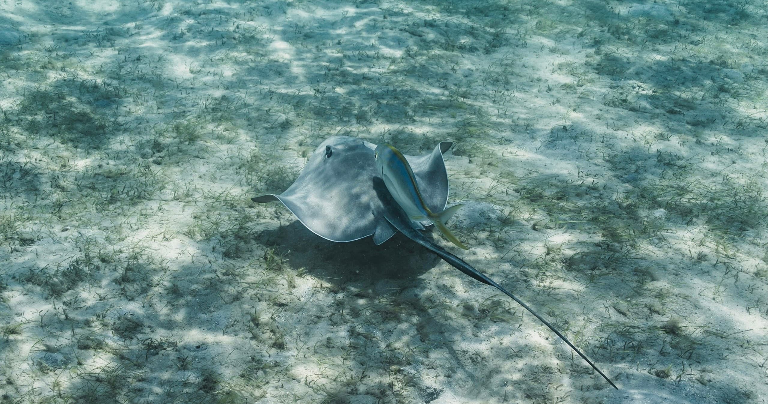 Stingray Encounter & Snorkeling Tour - Individual