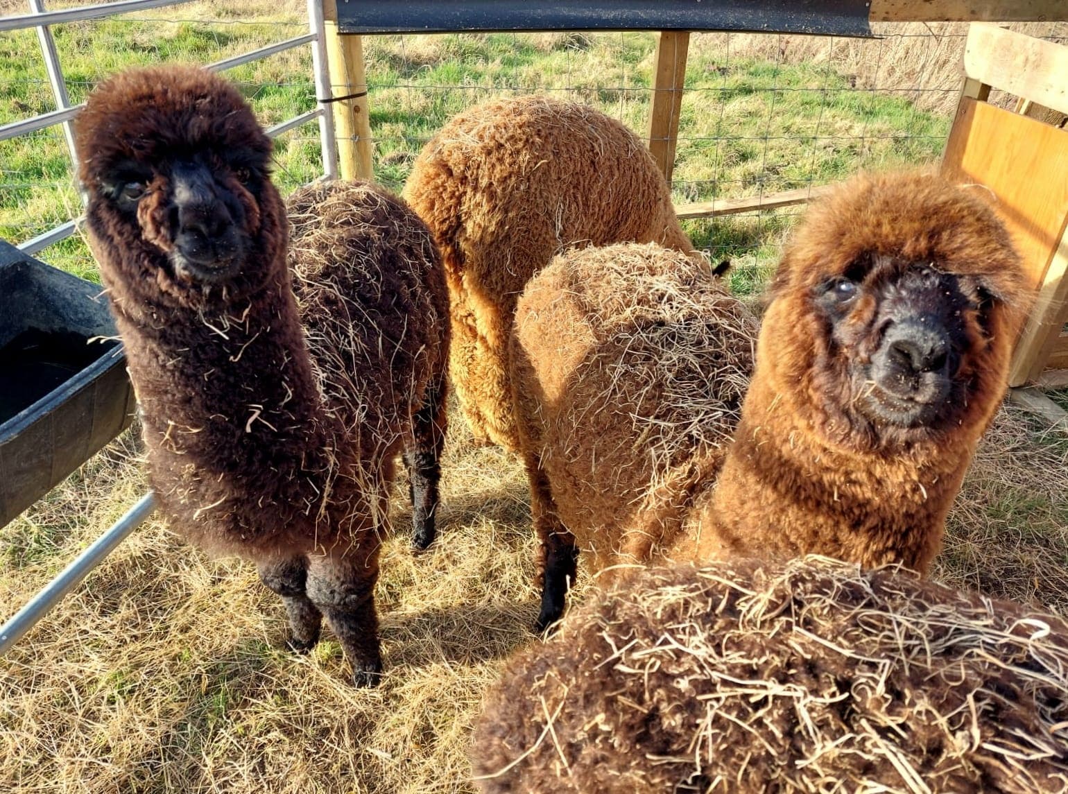 Alpaca Meet & Greet