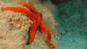 Try Scuba