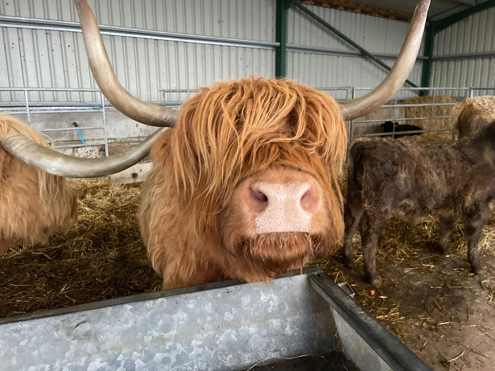 Highland Cow Sponsorship