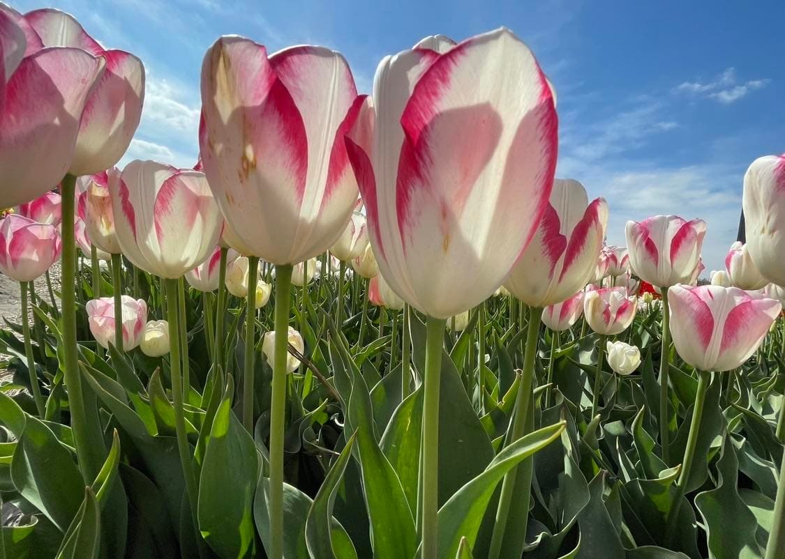 All Year Round Private Flower Tours