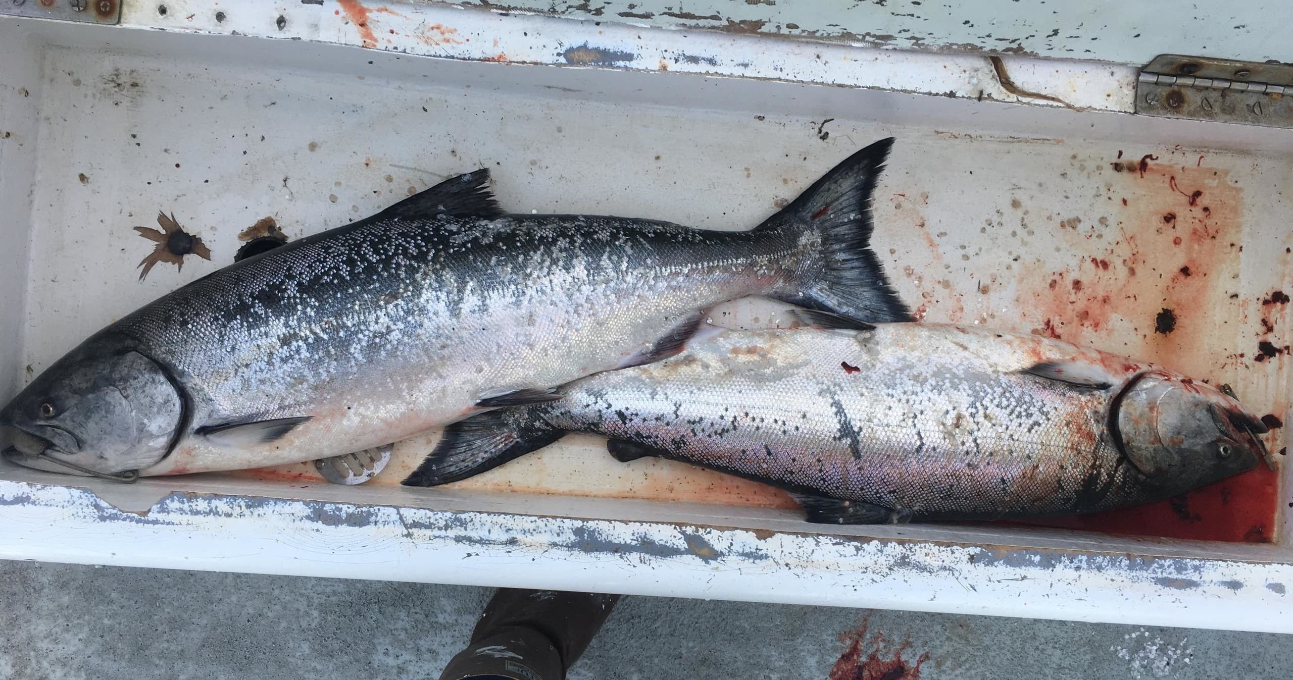 Salmon Fishing Trip