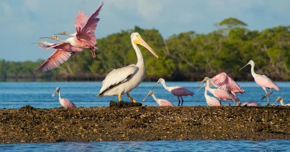 Bird Talk Tour