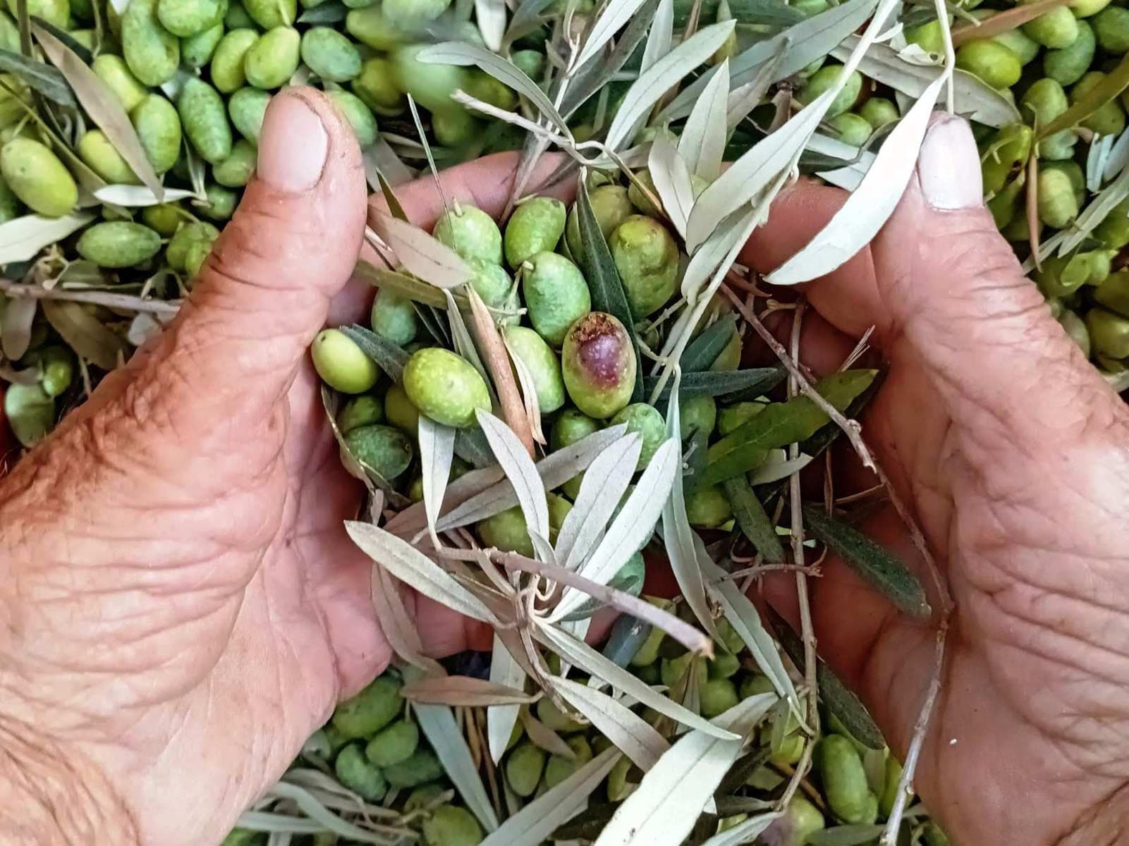 The Olive Oil Experience