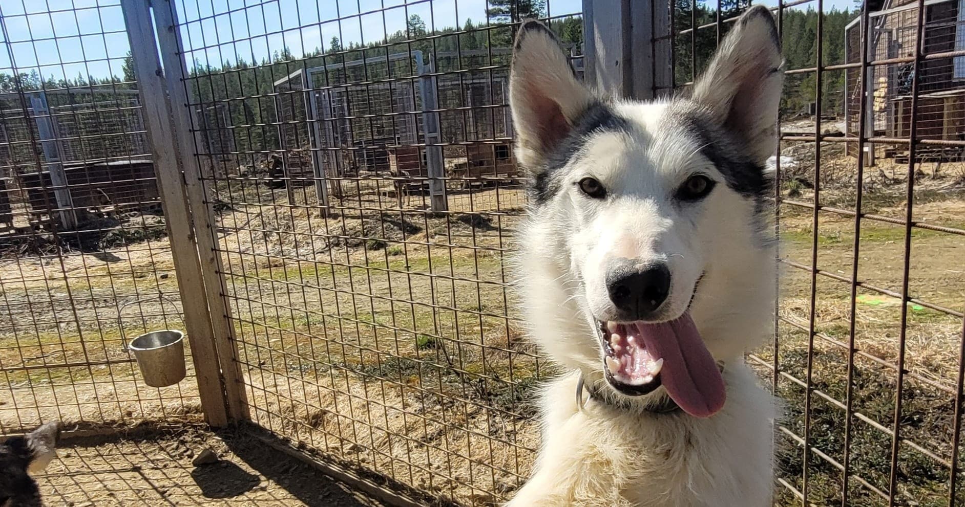 Guided Kennel Visit • Summer