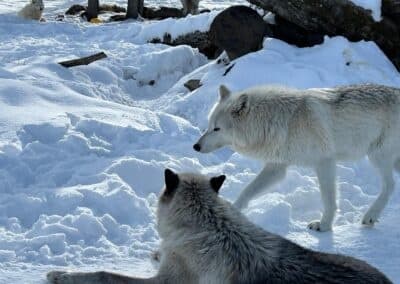 Wildlife Conservation Center & Portage Valley
