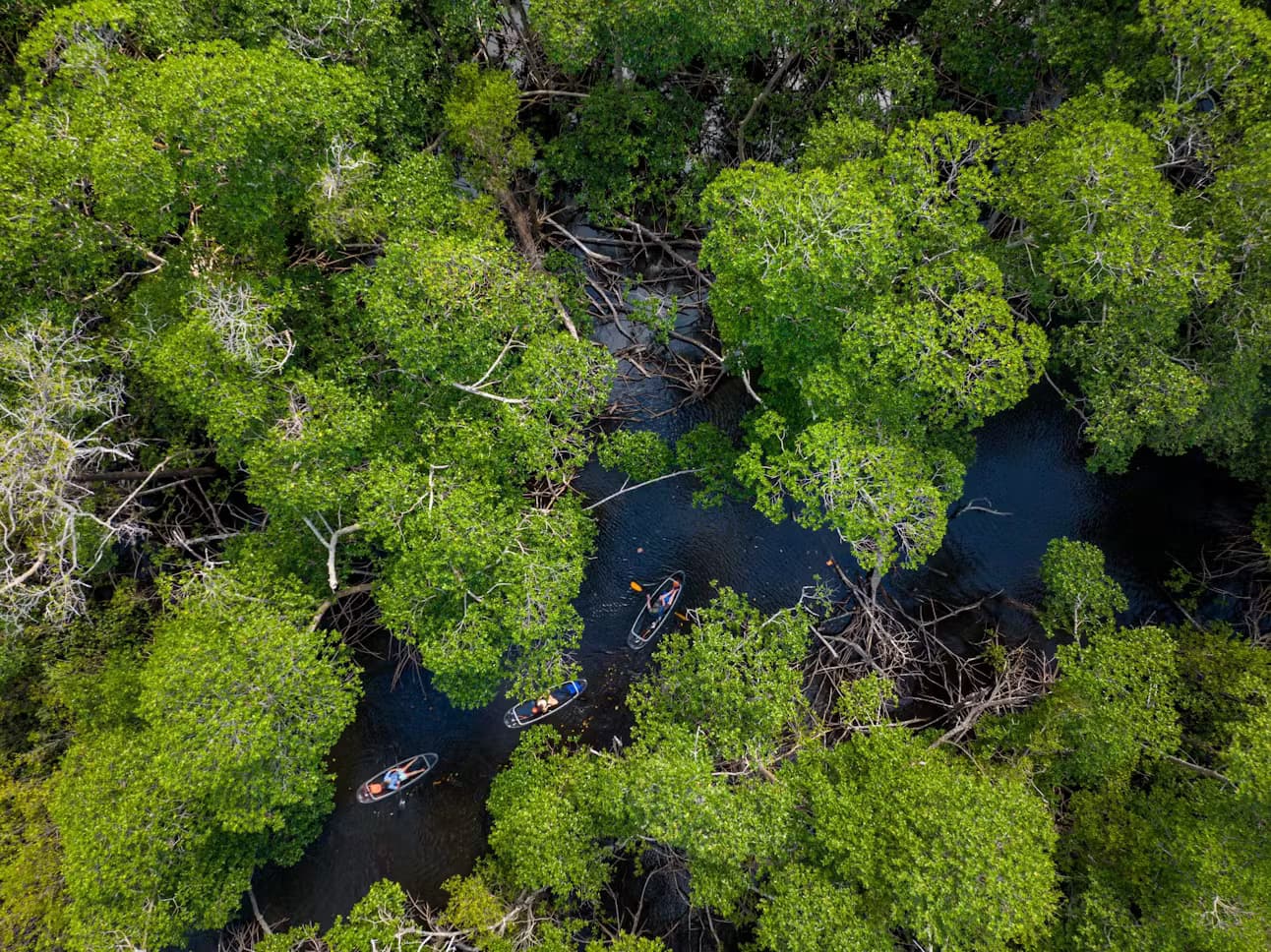 Private Miami Clear Kayak Tour