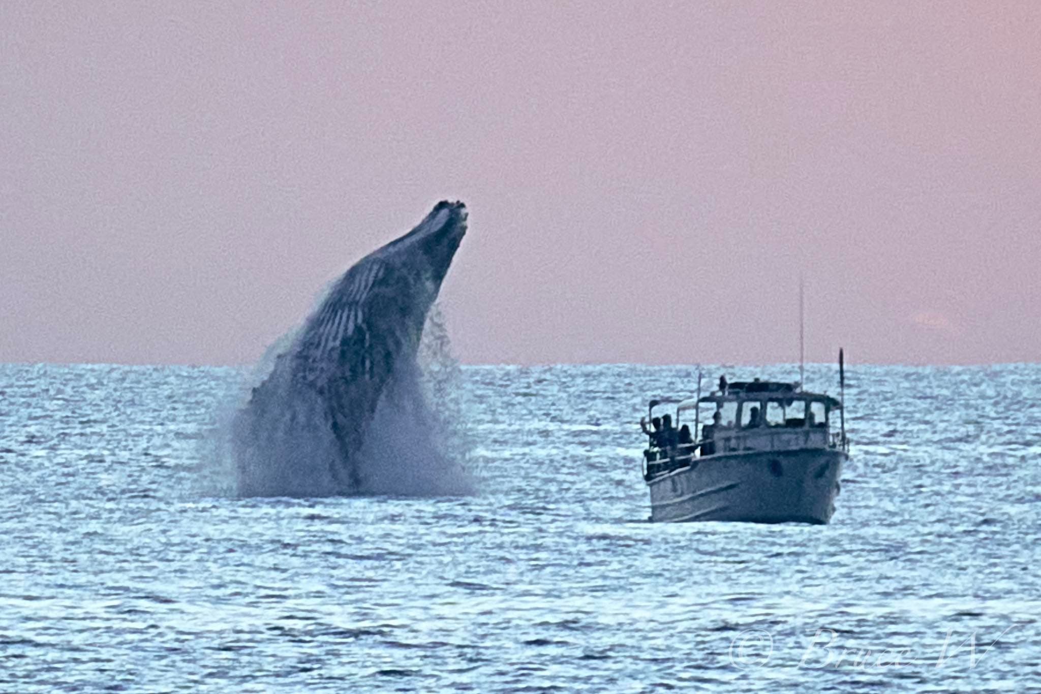 2 hr Whale Watch 8 am