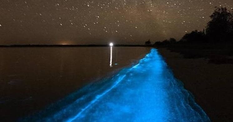Bioluminescence Kayak Tour
