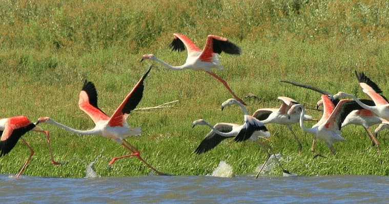 Observação de Aves (de Setúbal)