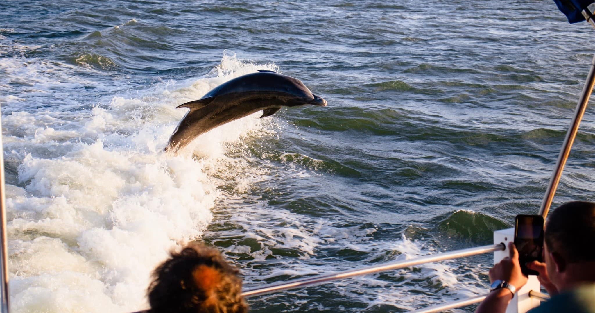 Dolphin Wildlife Cruise Fort Myers Beach