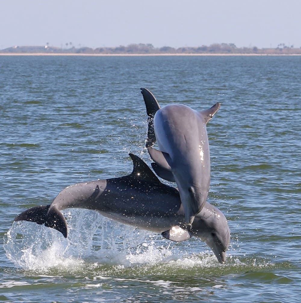 Private Dolphin Sightseeing Tour • This Island • Melbourne