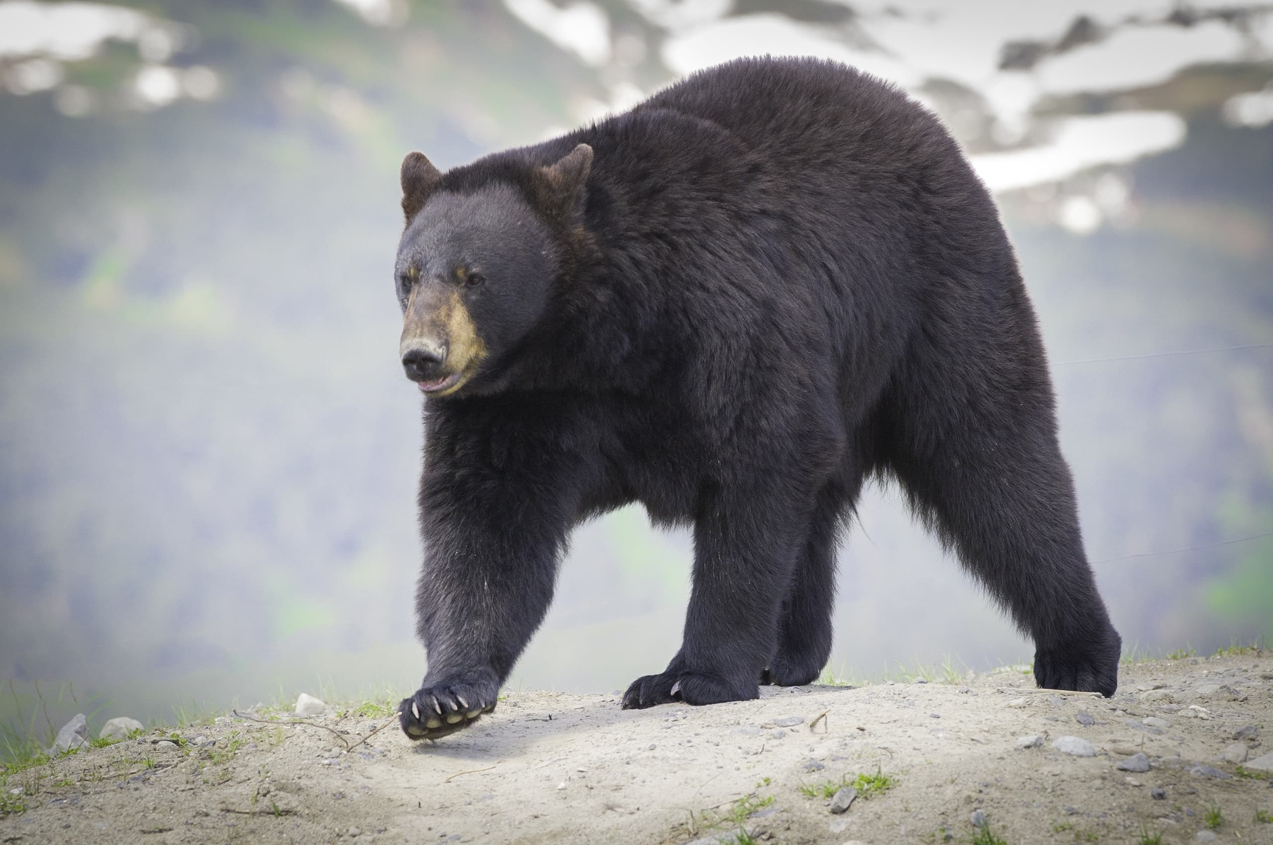 Alaska Wildlife Tour