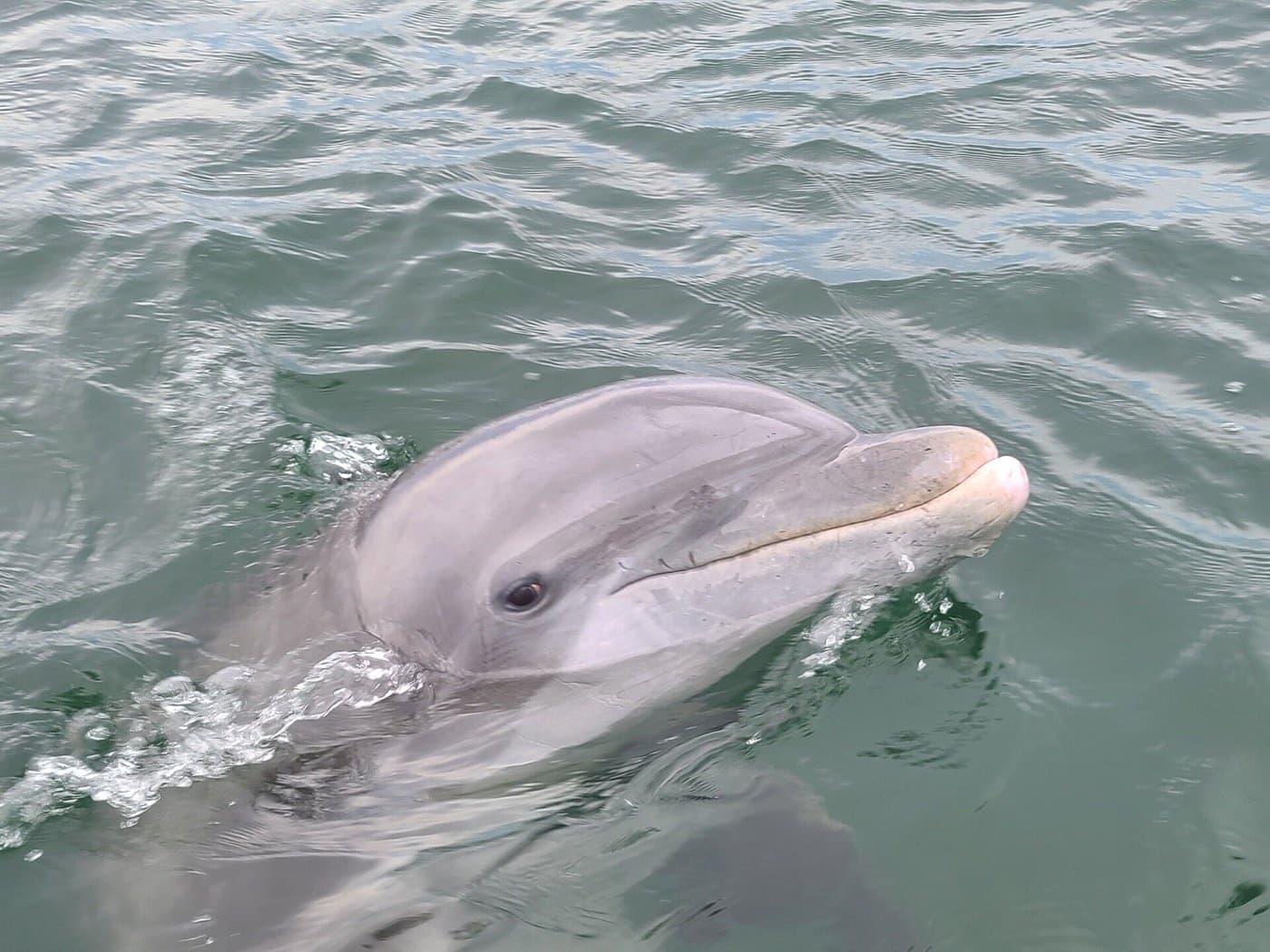 TWO PERSON PRIVATE Sightseeing/Dolphin Tour