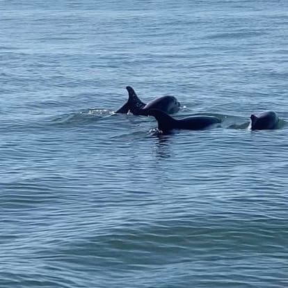 Observação de Golfinhos em Setúbal
