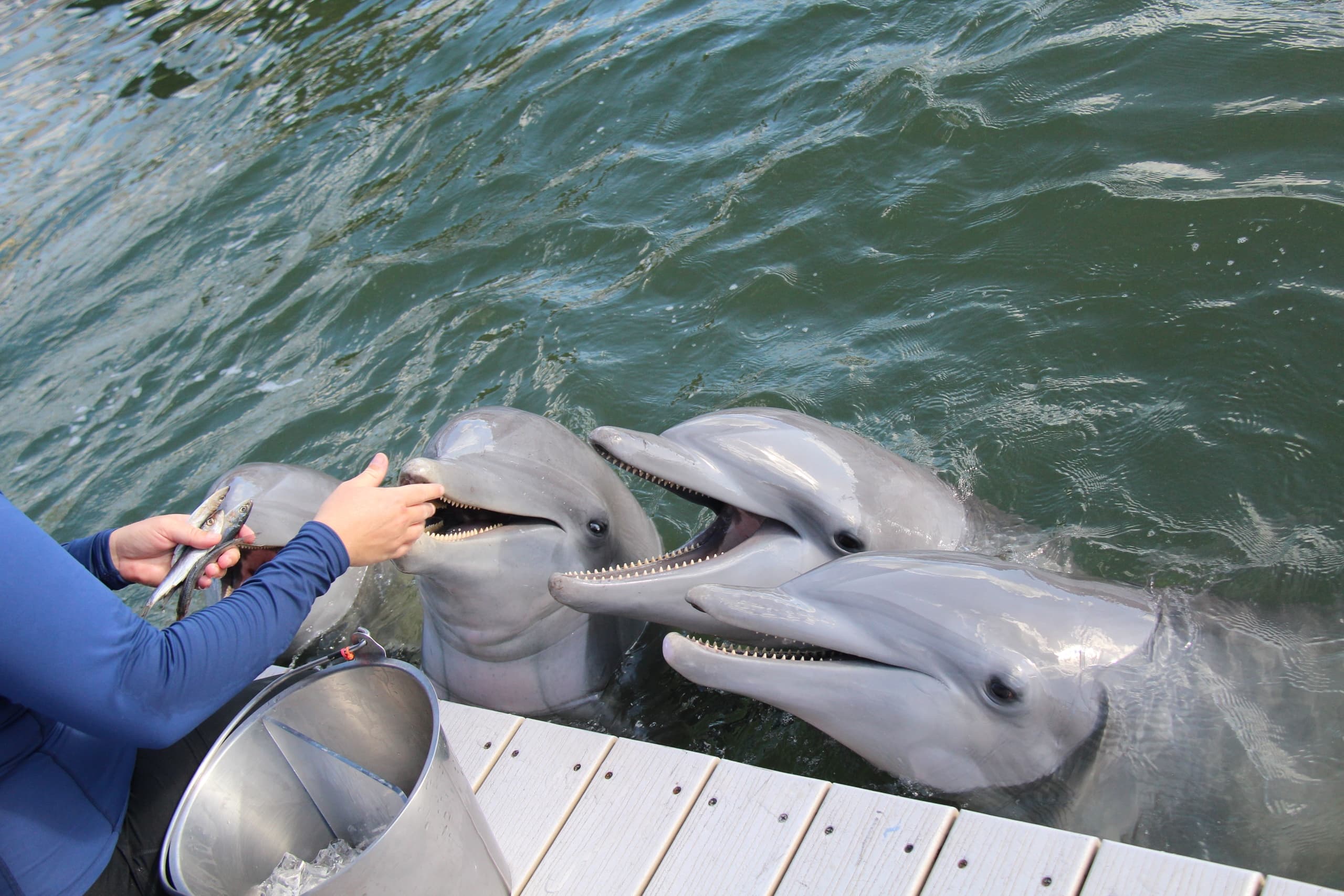 Caring for Dolphins Tour
