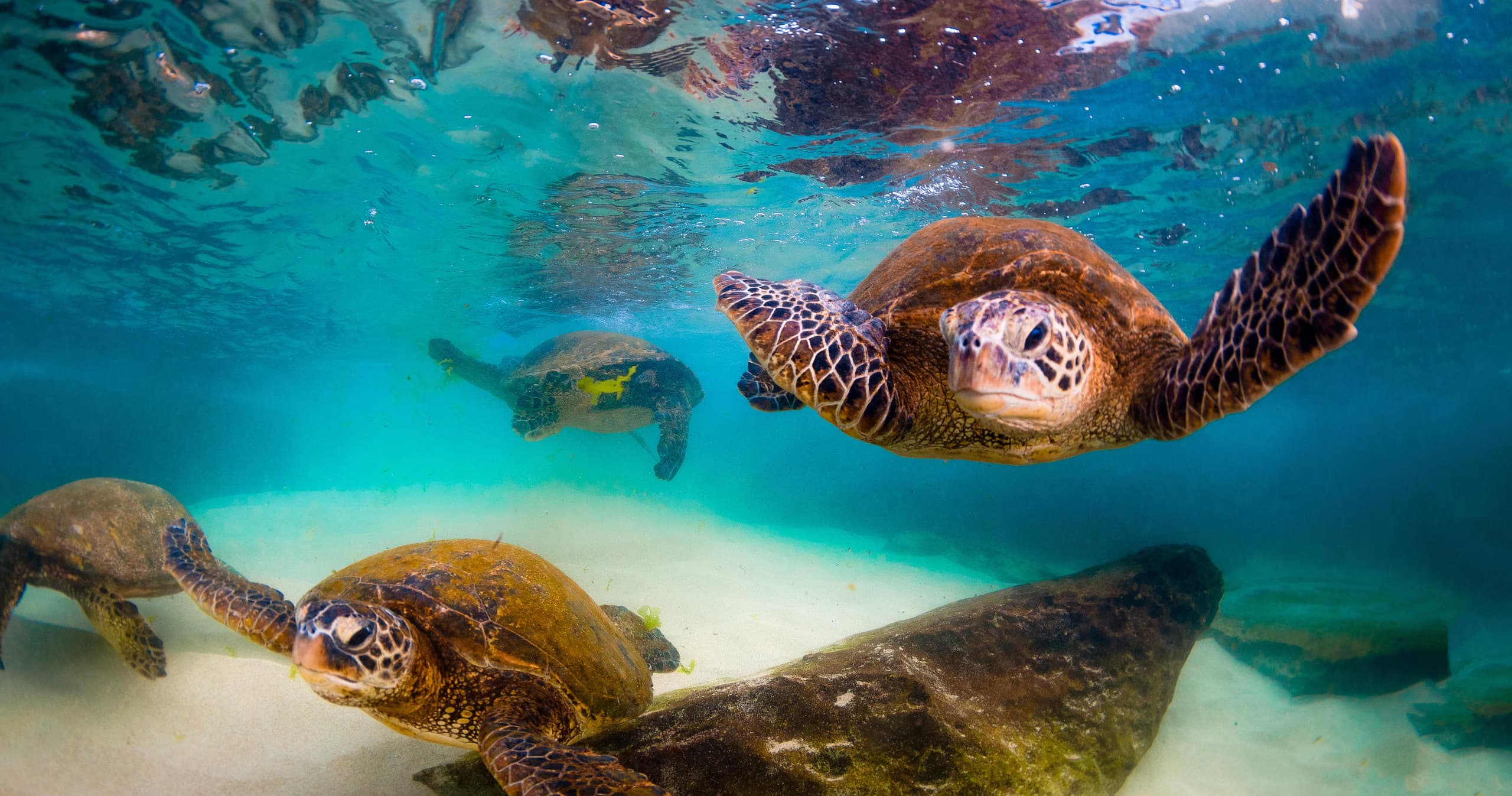 Kauai’s Ultimate Guided Shore Snorkeling Adventure SOUTH *(NO BOAT)*