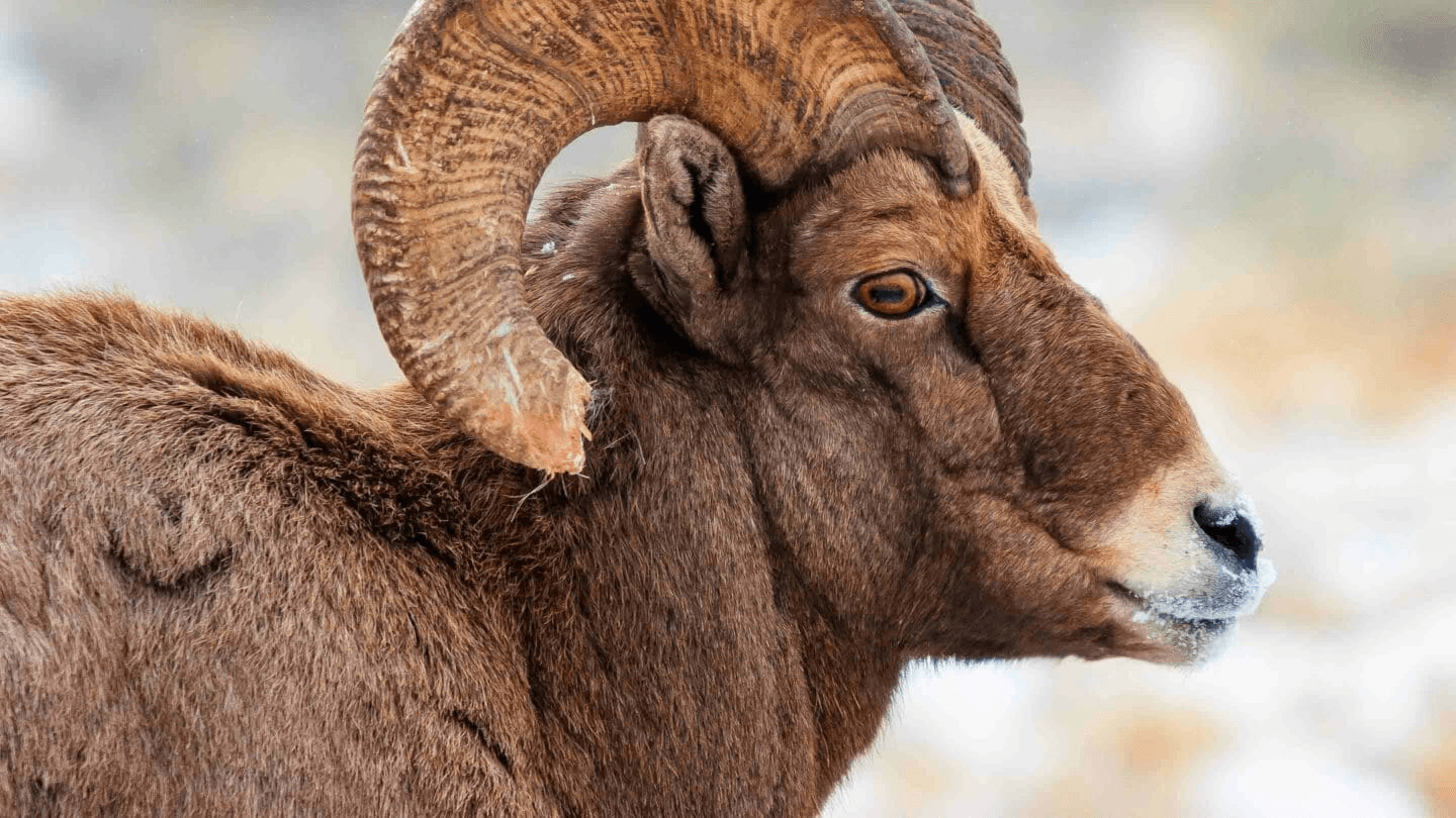 Half Day Wildlife Safari - Public Tour (Winter)