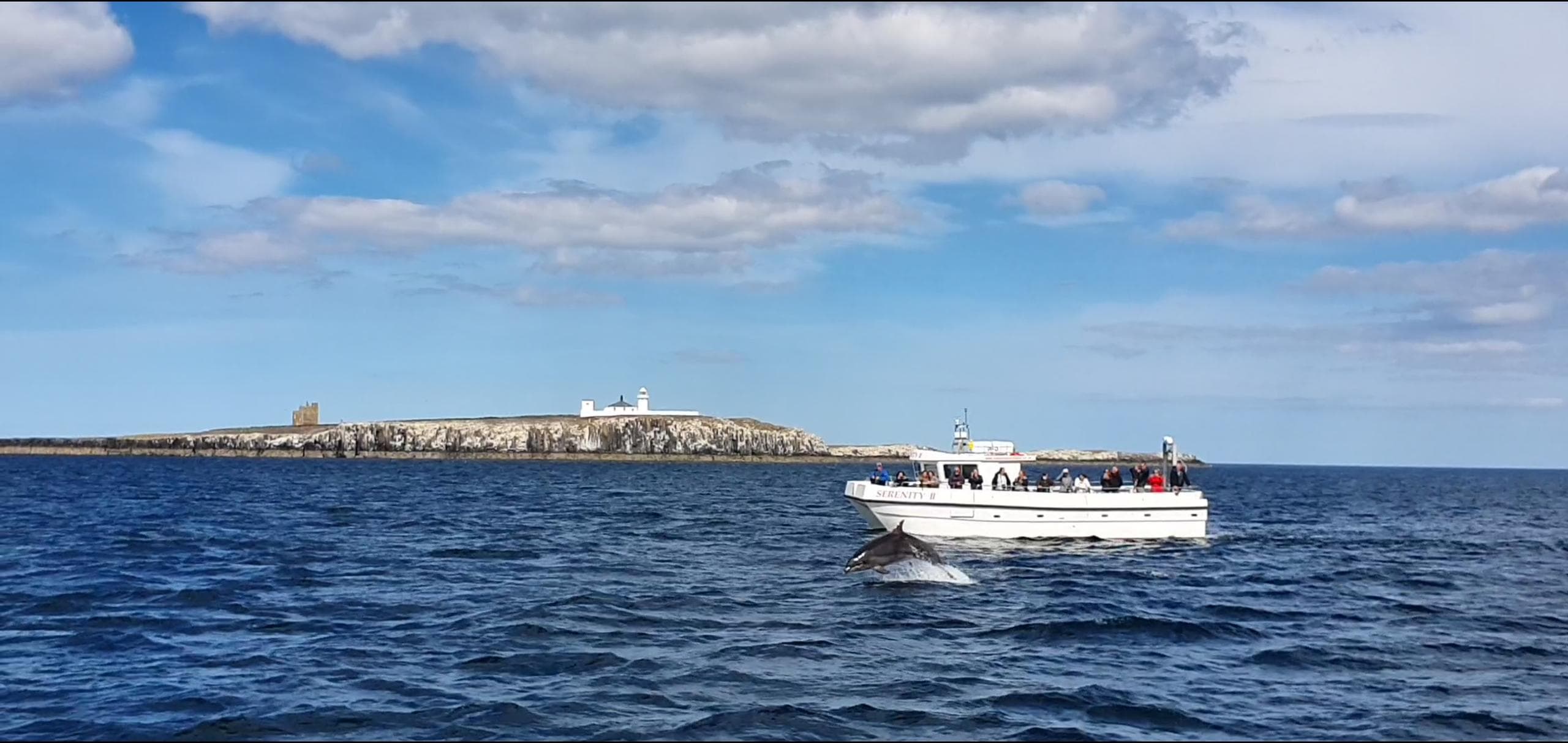 Inner Farne Tour