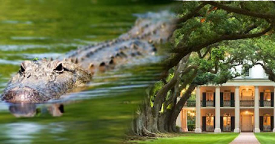 Oak Alley And Swamp Combination Tour
