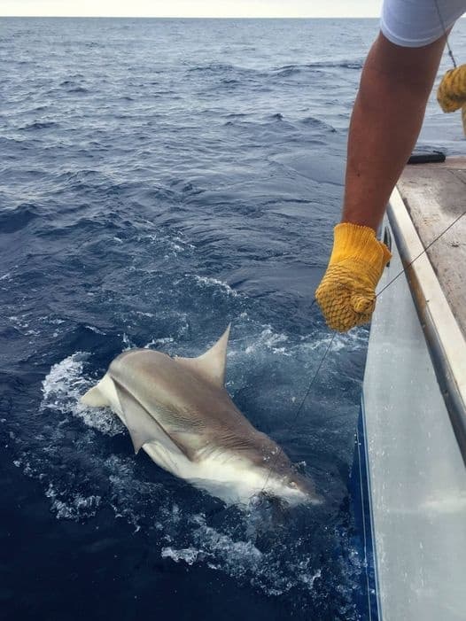 Predator Nearshore Trip