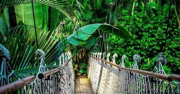 Ethnobotany in the Rainforest (Grades pre-K-6)