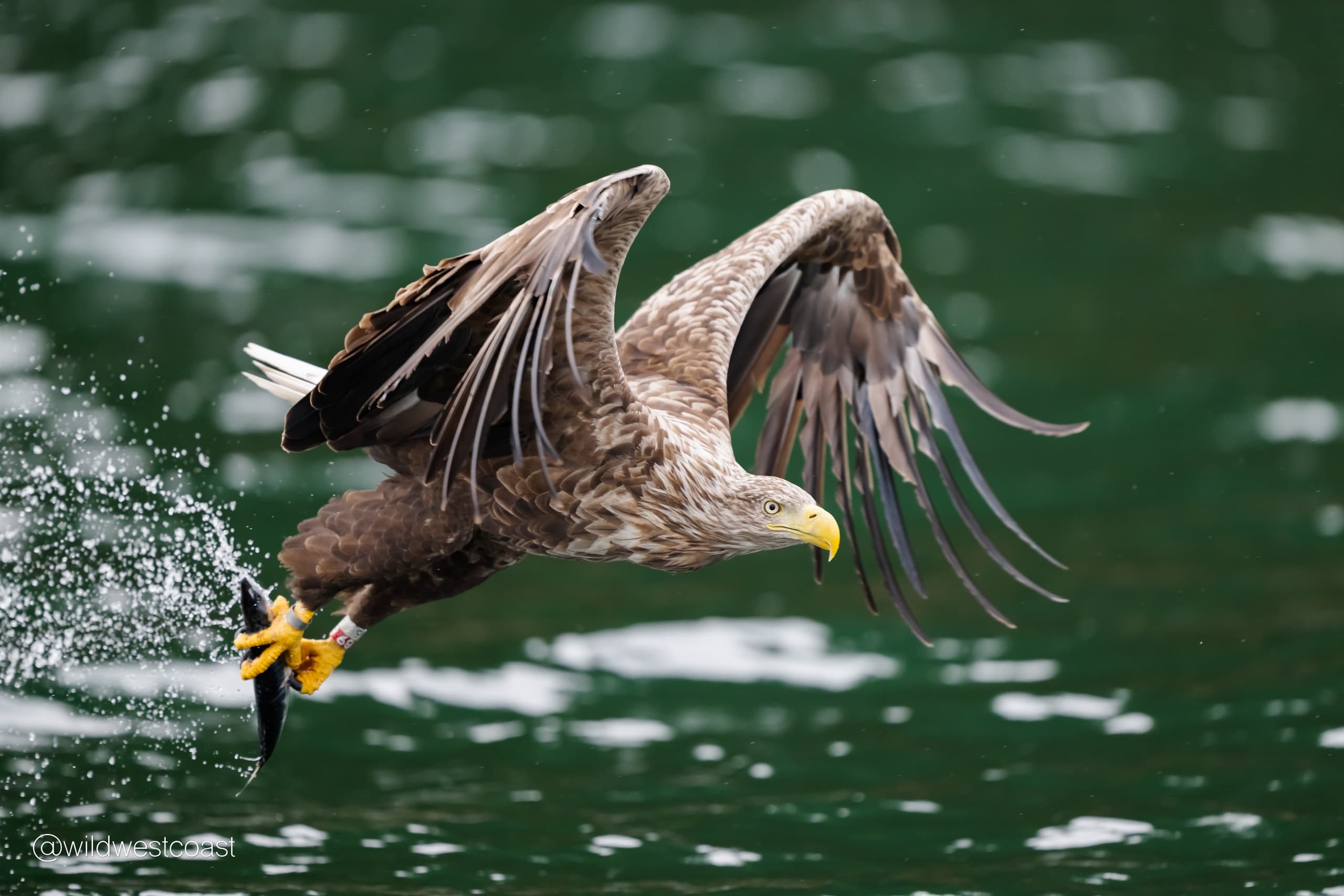 White Tailed Eagle Photography from Tobermory
