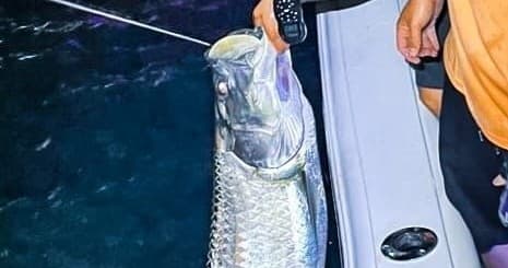 Tarpon Nighttime • 30' Contender