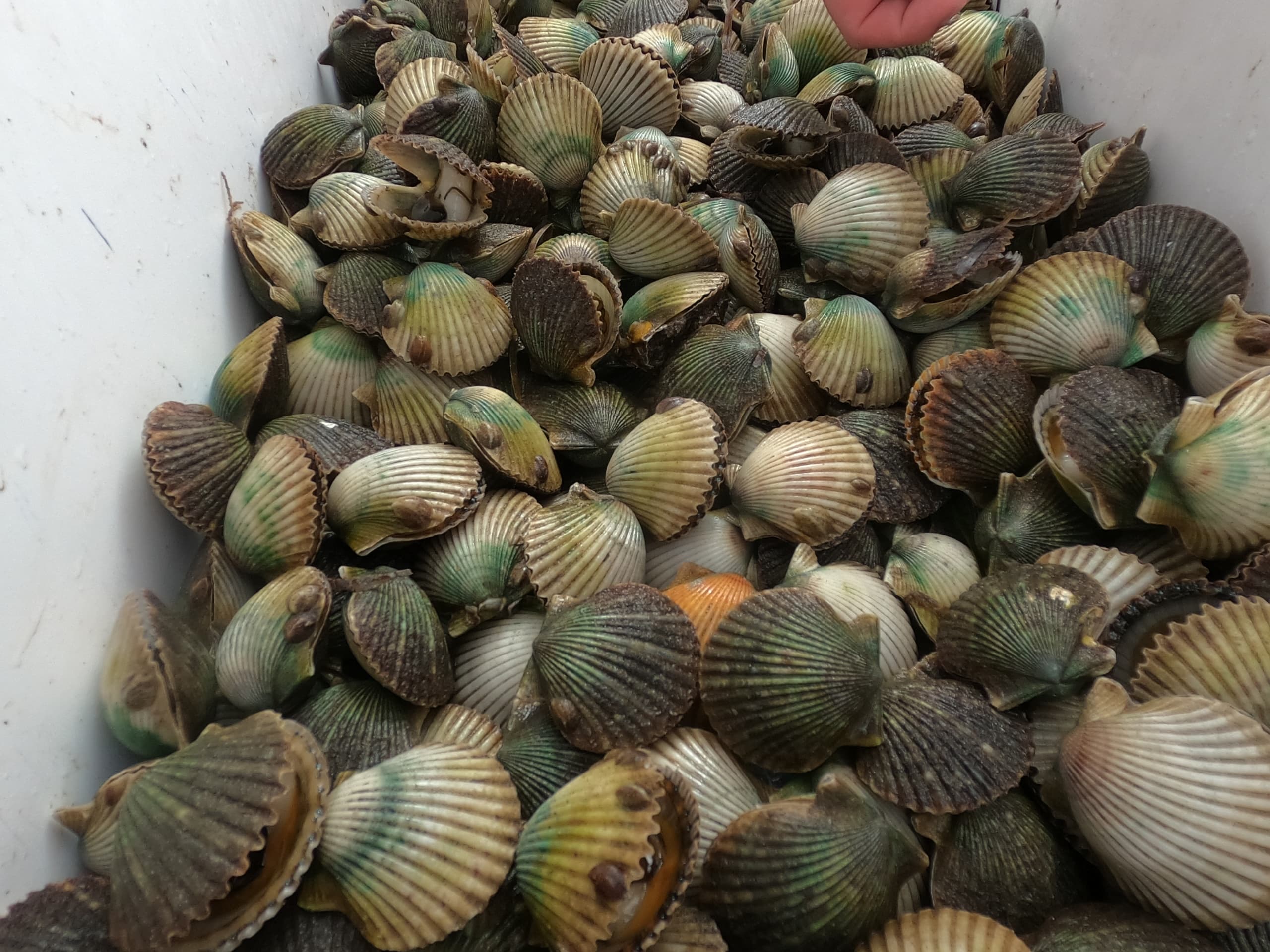Scalloping