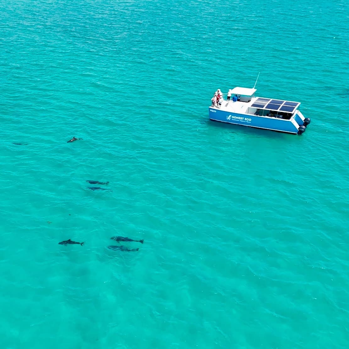 Dolphin Watch + Guided Snorkel