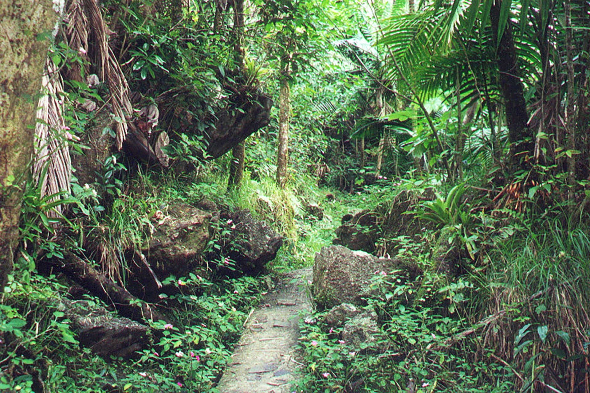 CONQUISTADOR RESORT, National Rainforest El Yunque, Half Day Tour.