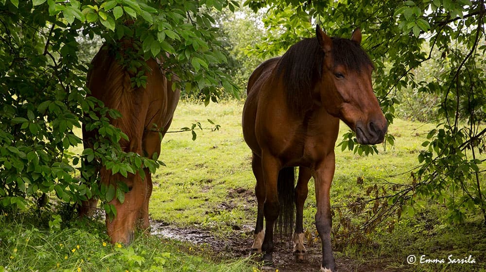 2-Hour ride Cross-Country Horseback Safari with transport
