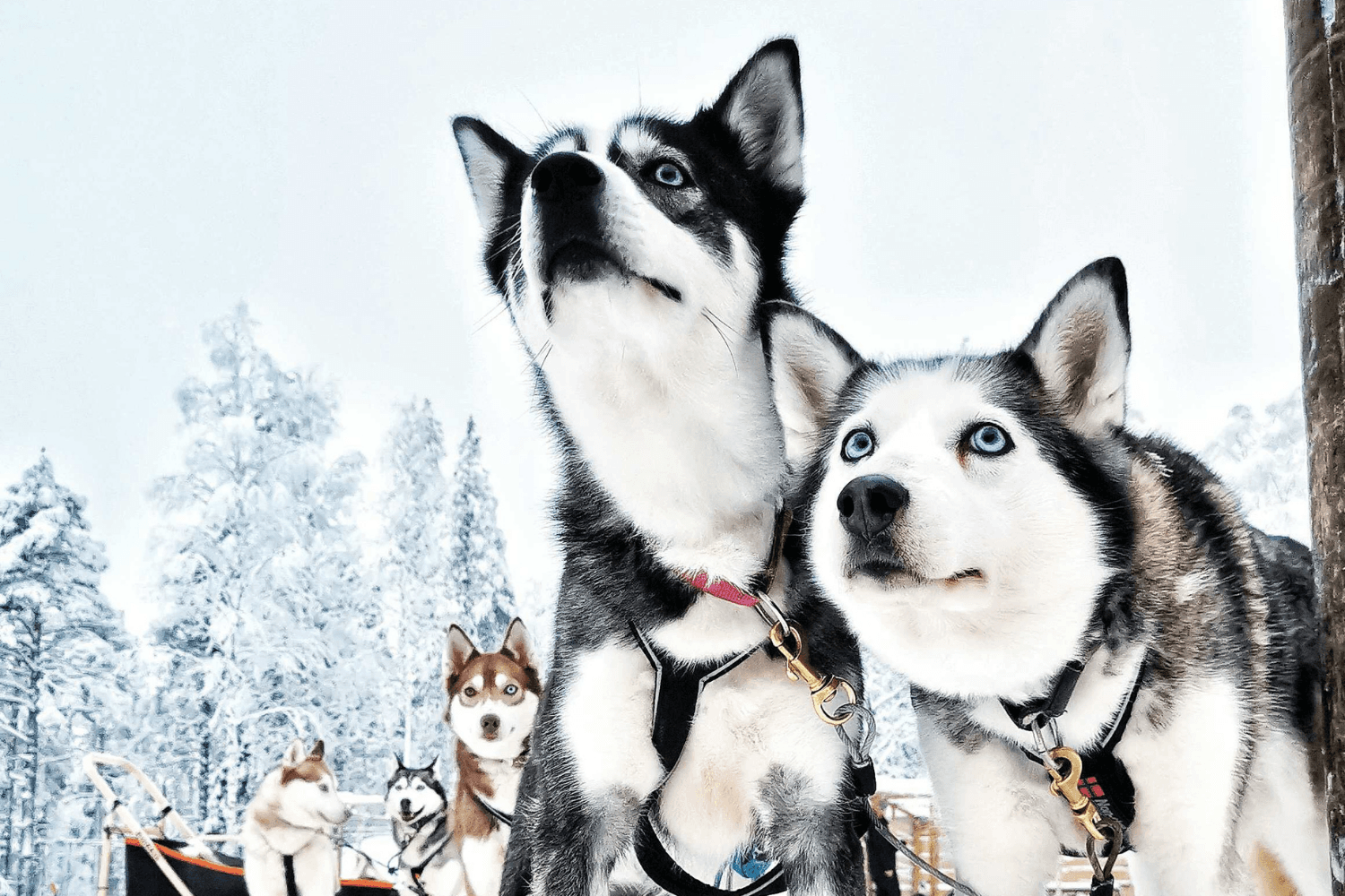Apukka Husky Adventure