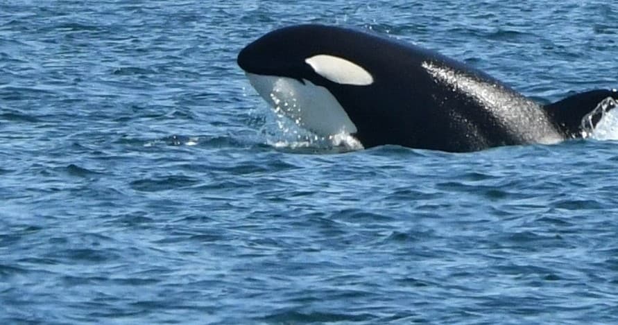 Whale Watch - Eastsound