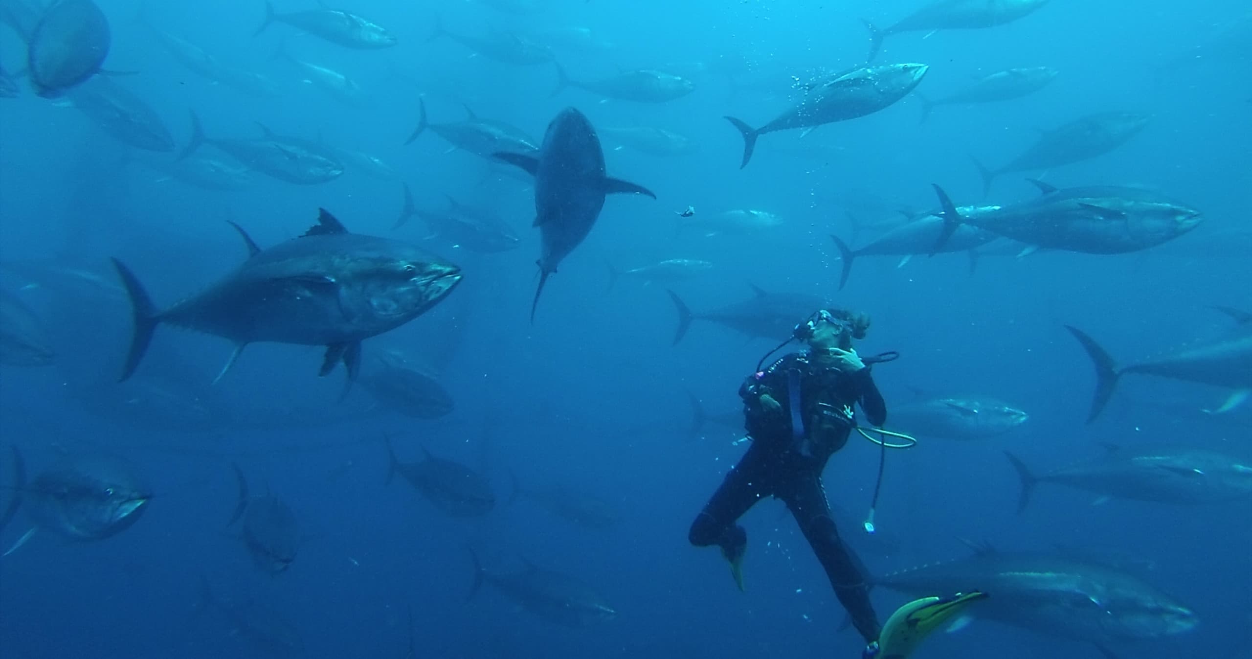 Tuna Tour Diving