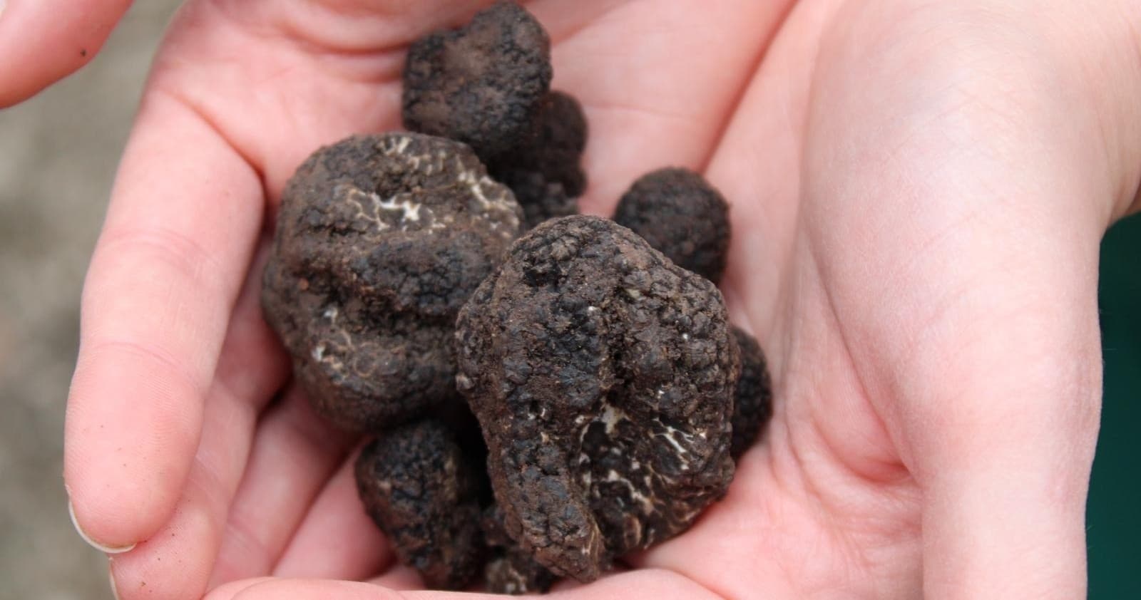 Rome Truffle Hunting Experience
